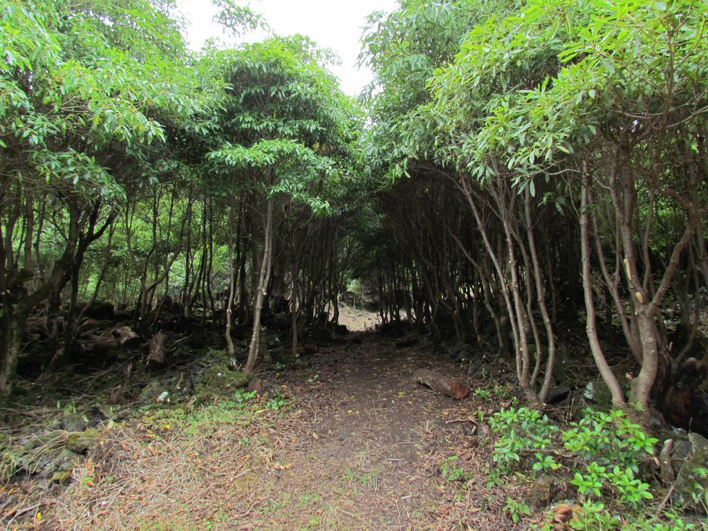 Casas De Campo Housesinpico Prainha  エクステリア 写真